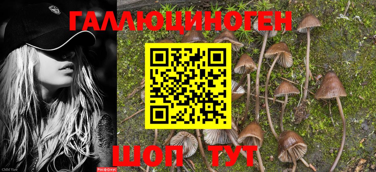 Галлюциногенные грибы Psilocybine cubensis  Псилоцибиновые грибы ЛСД  Владимир  Вход с VPN 